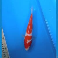kohaku 23cm