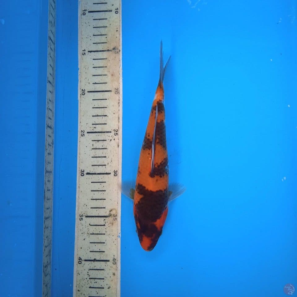 hishowa 23cm