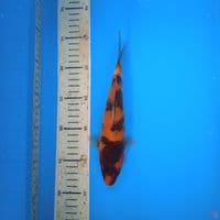 hishowa 23cm