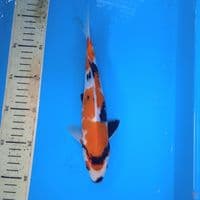 showa 25cm