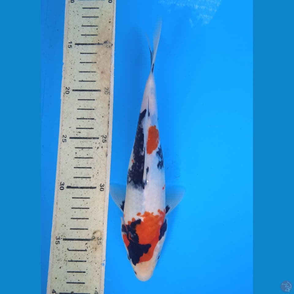 showa 24cm
