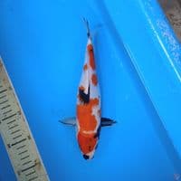 sanke 27cm