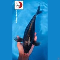 kabuto hitam pekat joss