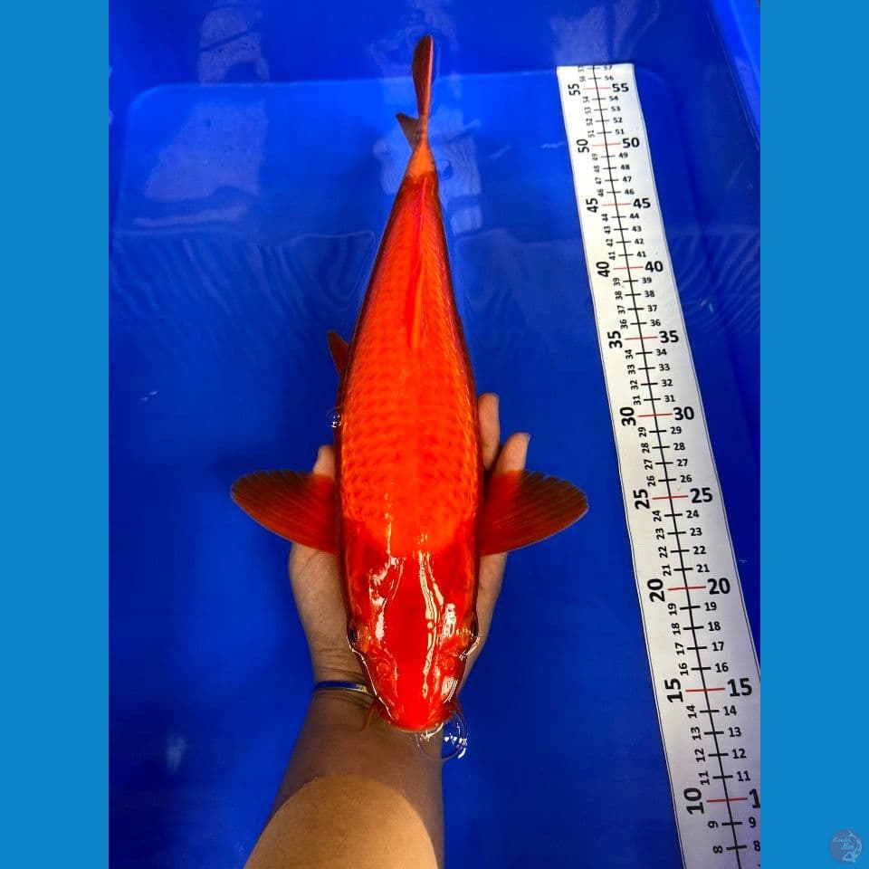 karamel jantan 38cm