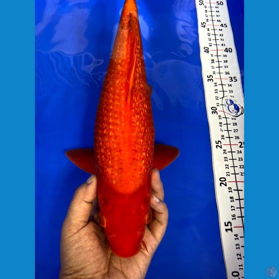 karamel jantan 38cm