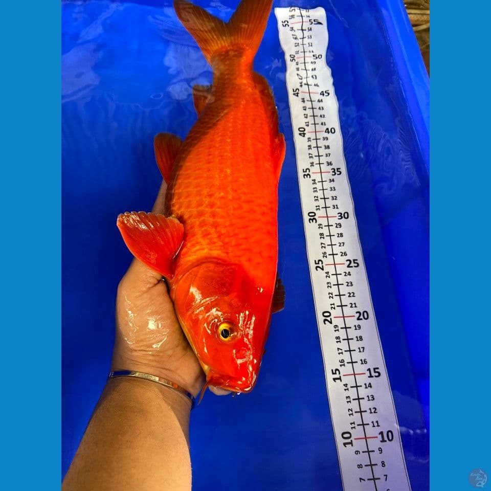 karamel jantan 38cm