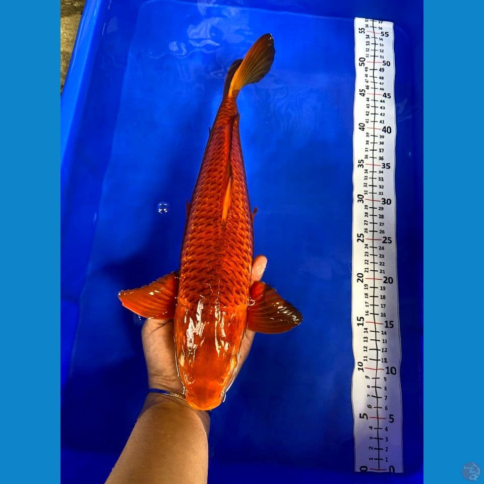 karamel jantan jagung bakar 40cm