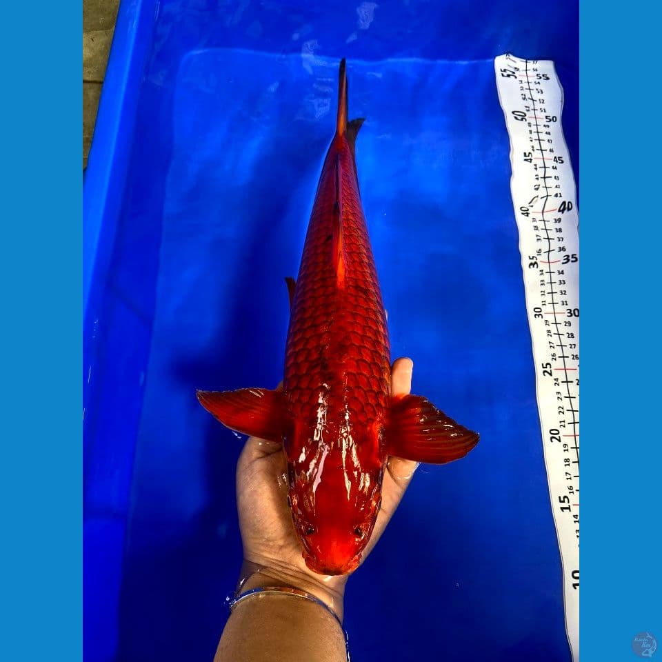 38cm jantan sisik naga
