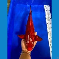 38cm jantan sisik naga