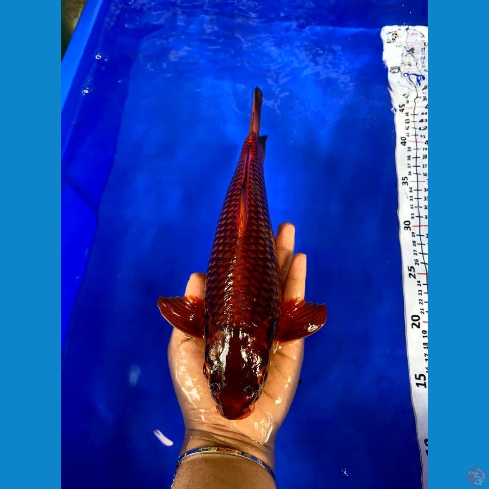 28cm jantan