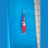 Kohaku, 21cm