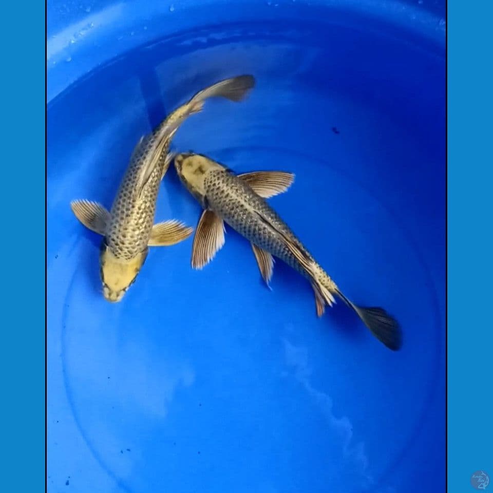 kumpay mukasi gold 31 cm