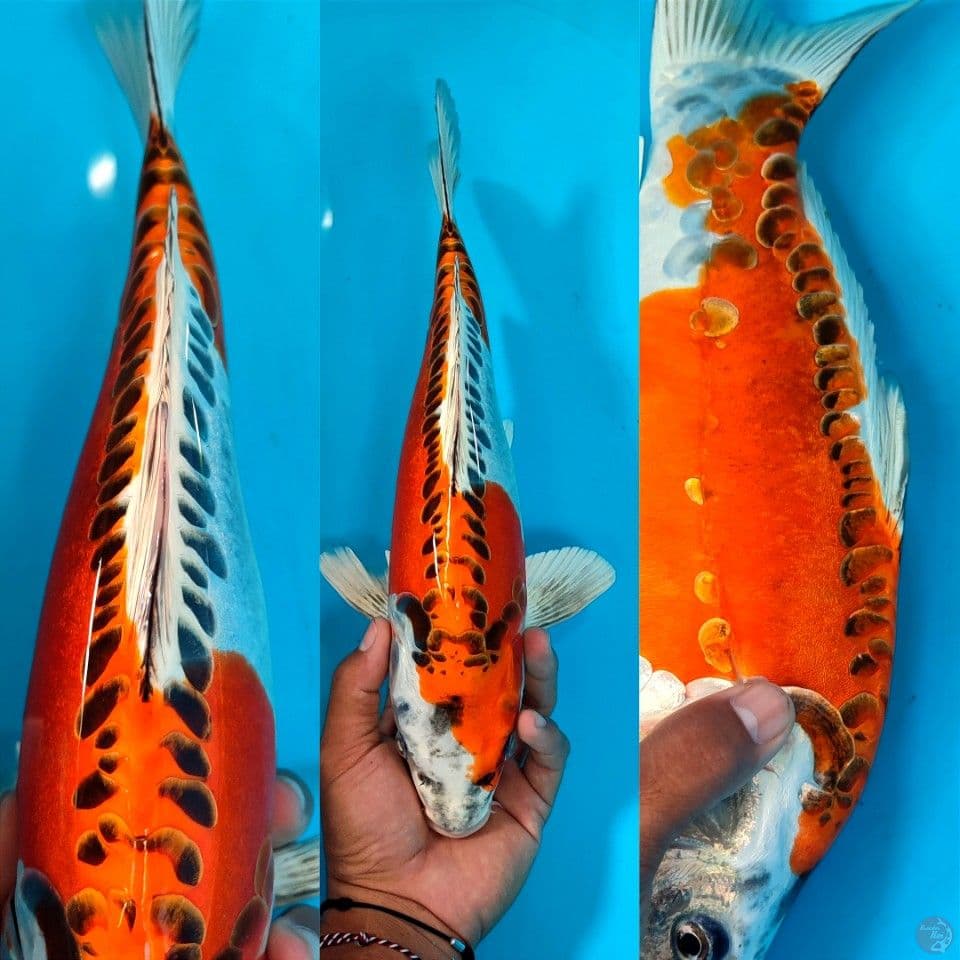 Sepesial Kujaku Doitsu 34 cm