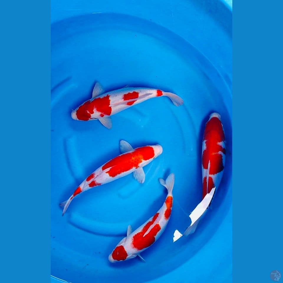 Kohaku bloodline AKF 32-36cm
