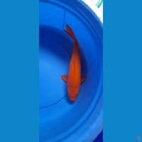 38CM RED KARAMEL