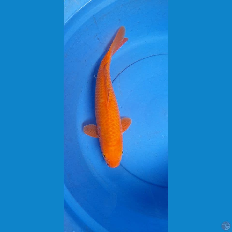 38CM KARAMEL