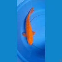 38CM KARAMEL