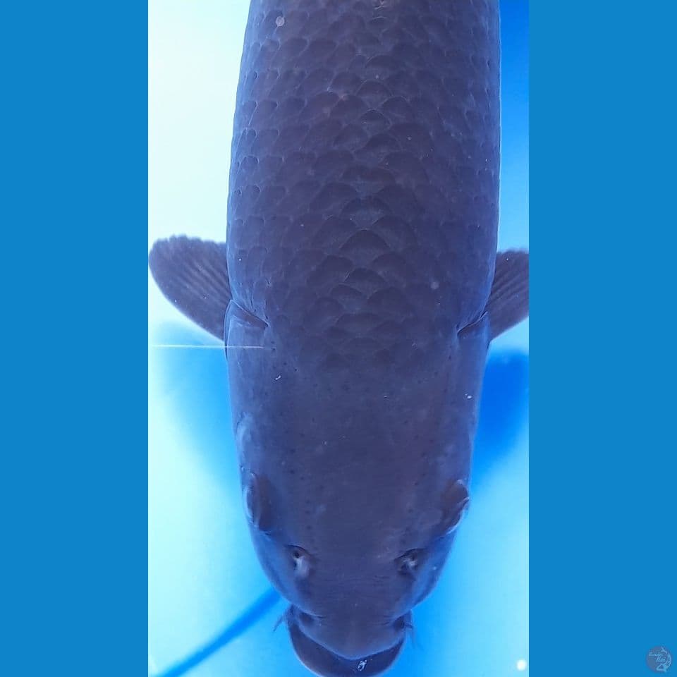MAGOI 37CM