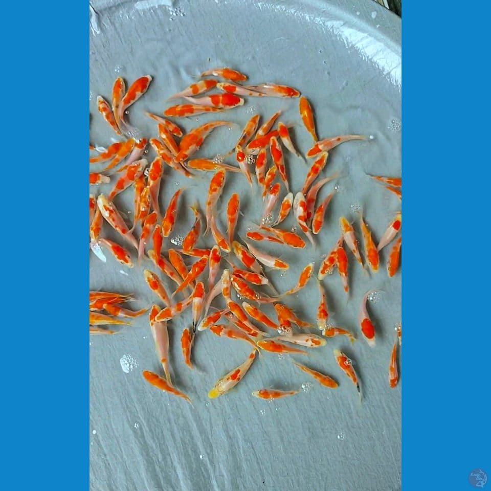 kohaku sisik 5-9cm pilihan 100ekor lebih