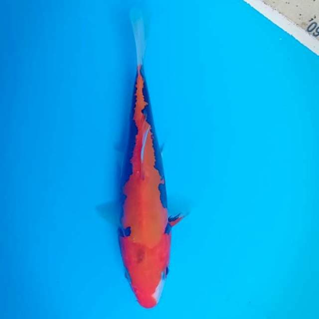 Beni Kumonryu
