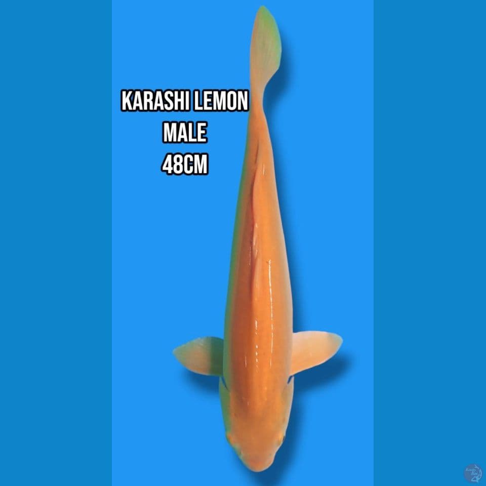 karasi lemon