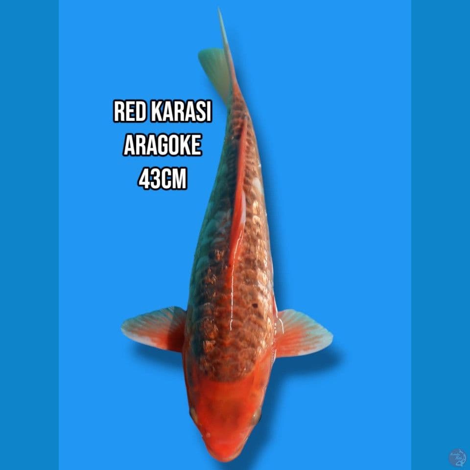 Red karashi Aragoke