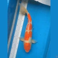 KOHAKU 40CM MALE
