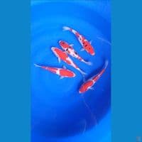 KOHAKU SANKE DOITSU 25,26CM CUT KER