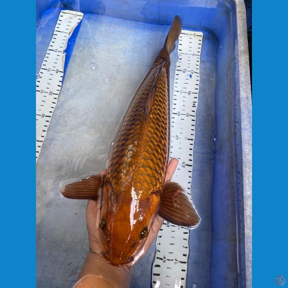 46 chagoi punuk jantan