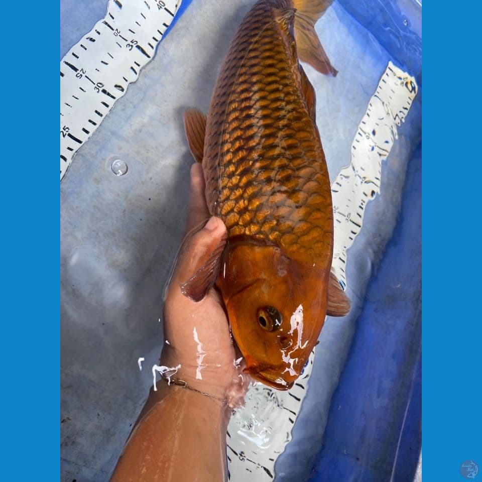 46 chagoi punuk jantan