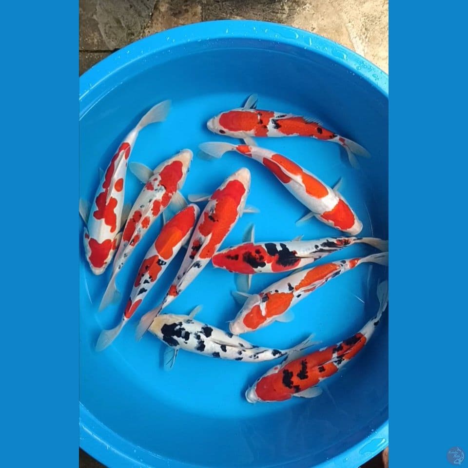 paket Doitsu sisik 25-29 cm