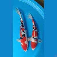 Doitsu sisik 32/36 cm