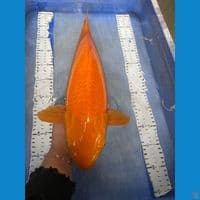 ak3 karashi 49 cm
