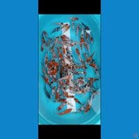 Ginrin non Ginrin 9-15cm 100pcs