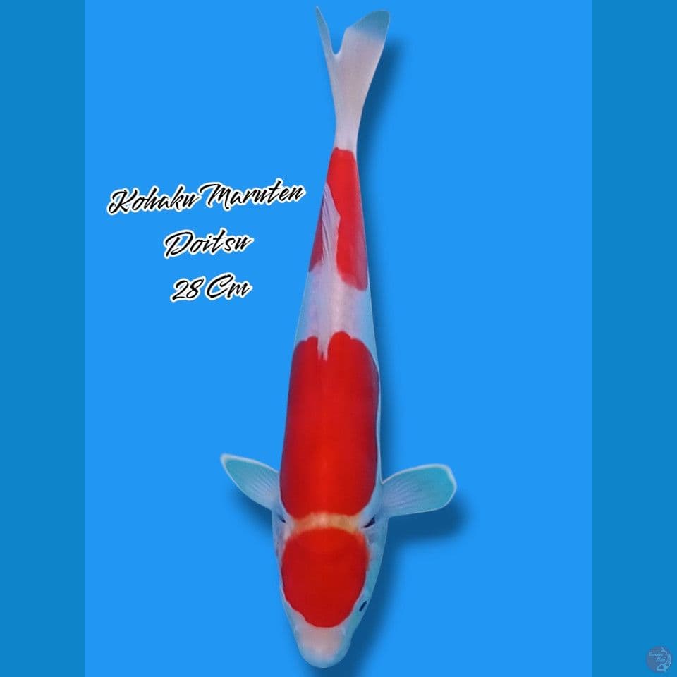 Kohaku Maruten