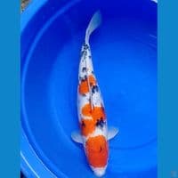 SANKE JUMBO 50 CM