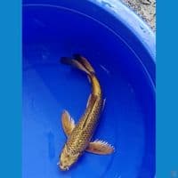 MUKASI GOLD 32 CM MALE