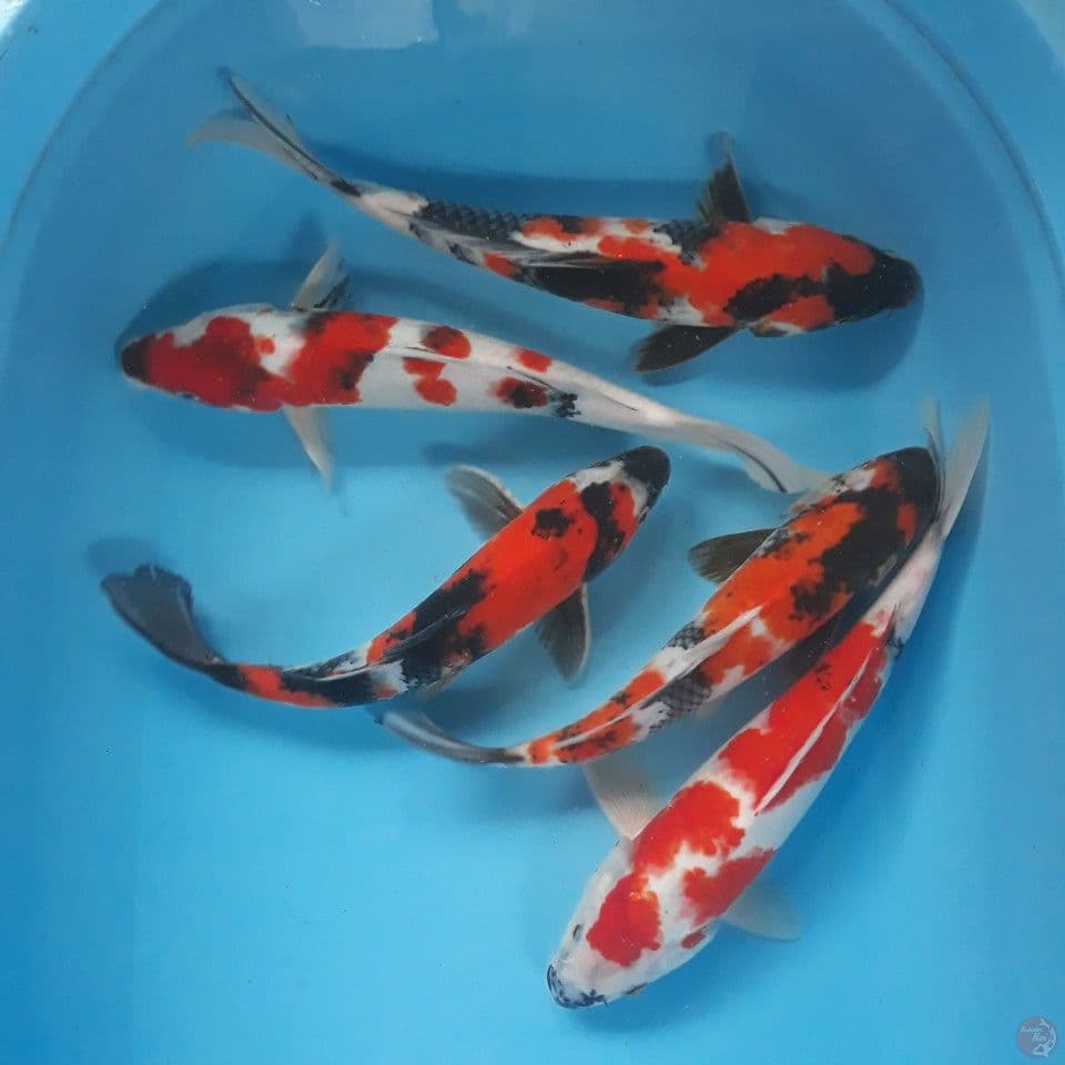 showa 5 ekor 31-35 cm