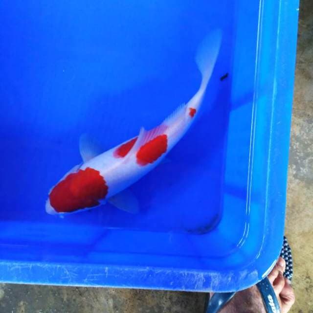HWC (S of T)kohaku