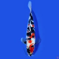 showa kanoko 27cm jantan HQ