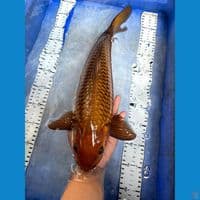 chagoi 44cm jantan