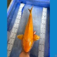 karasi 41cm jantan