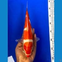 kohako doitsu 26cm