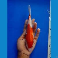 kohaku doitsu 24cm