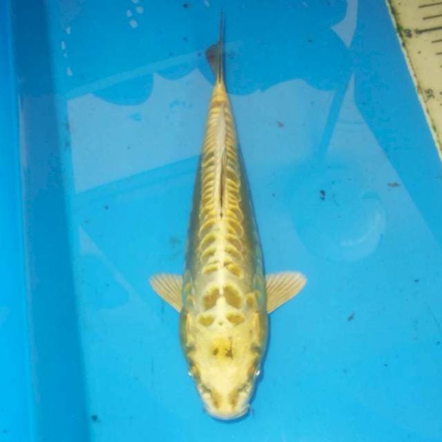 STRONG YELLOW SISIK NAGA