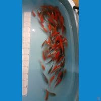 kohaku n ochiba gindrin /  non gindrin 120e