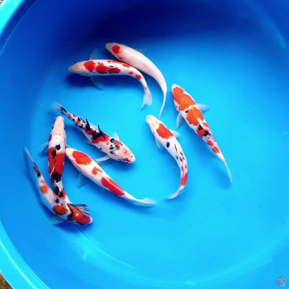 paket showa kohaku 16-18cm
