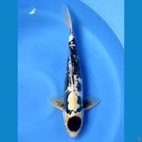 Black Tancho 42cm
