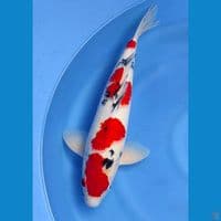 Sanke 44cm
