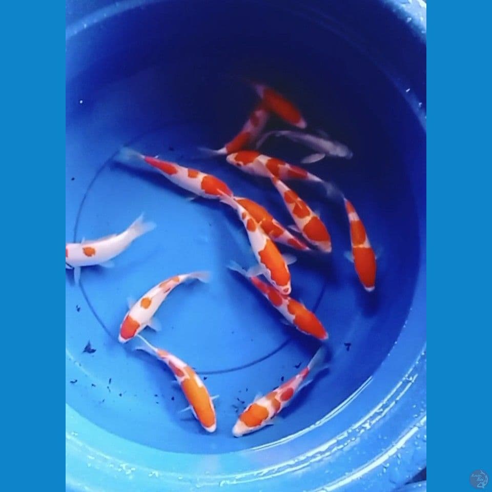 mix kohaku 18-20cm 14 ekor